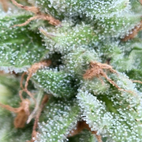 Amnesia S growlog timeline photo