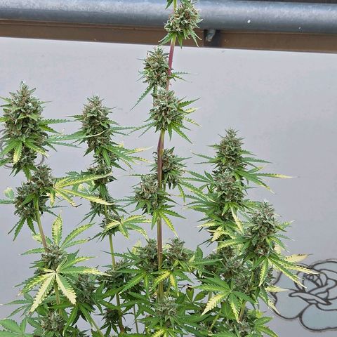 Torti growlog timeline photo