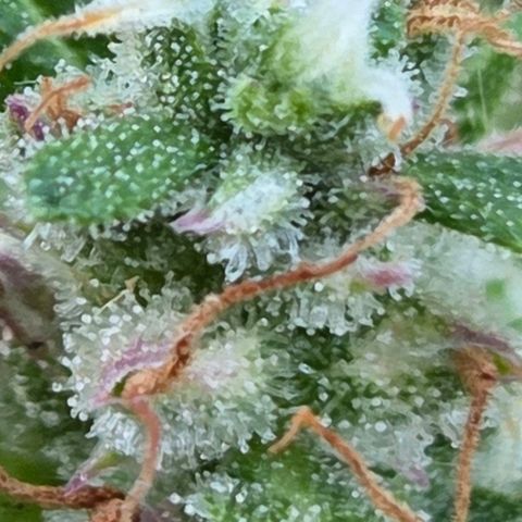 Torti growlog timeline photo
