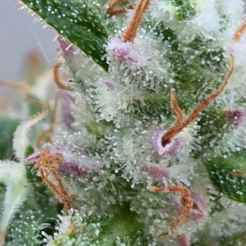Torti growlog timeline photo