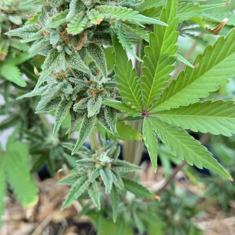 Amnesia S growlog timeline photo