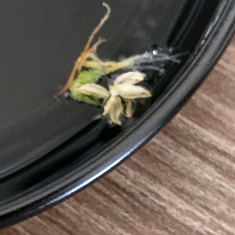 Kalini growlog photo: Heute ihren Bananen auf die Pelle gerückt. Entfernt , in Wasser gelegt u den Zeltboden feucht gewischt.
Bleibt die Hoffnung weil unten alle nackt . Es nicht alle Stände bestäubt hat.