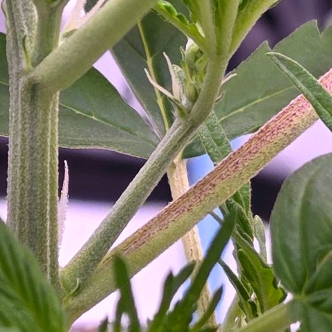 Skitti 1 growlog photo: Bei ihr setzt die Blüte ein u hat sich als Automatik Nr 2 ihrer Art bis hier gut gemacht