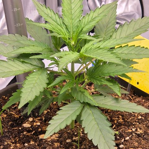 Skitti 1 growlog timeline photo