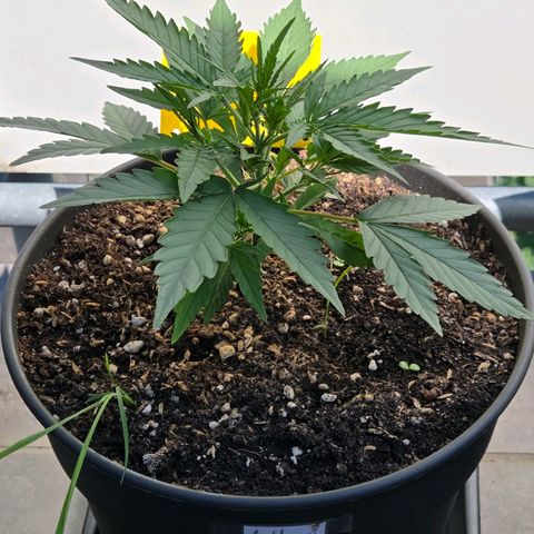 Skitti 1 growlog photo: Und jetzt geht es auf Balkonia weiter !