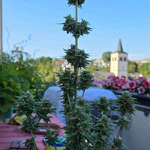 Amnesia S growlog photo: Entlaubt , gibt es jetzt den Todesstoss