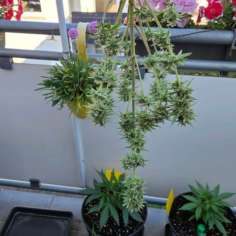 Amnesia S growlog timeline photo