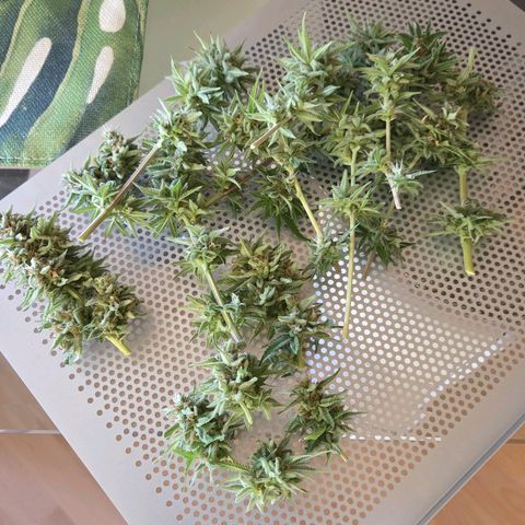 Amnesia S growlog photo: Passt auf eine Lage.
Noch etwas ordnen jetzt