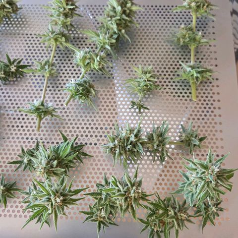 Amnesia S growlog photo: Und ab in die Trocknung.
Der Duft ist kräftig für das wenige.