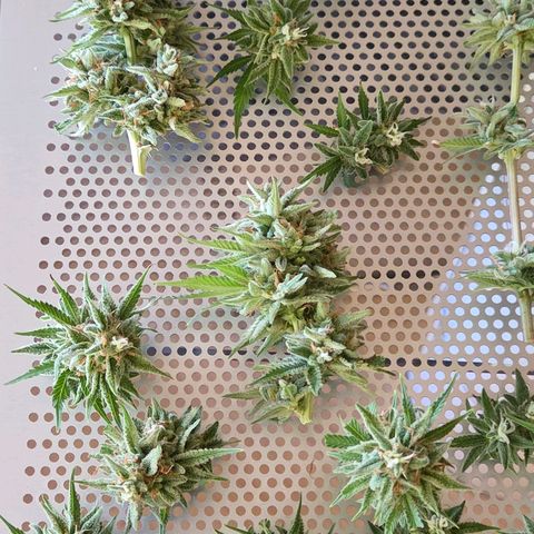 Amnesia S growlog photo: Und ab in die Trocknung.
Der Duft ist kräftig für das wenige.