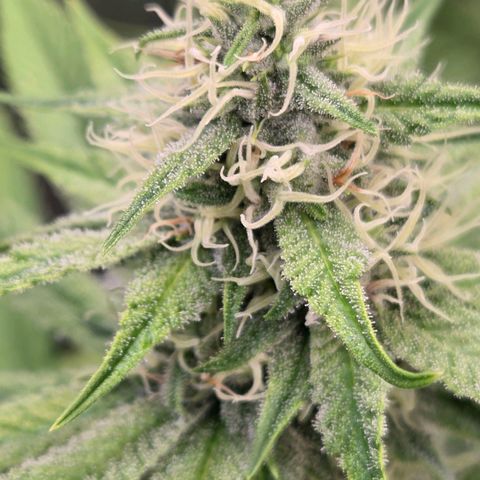 Diesel growlog timeline photo