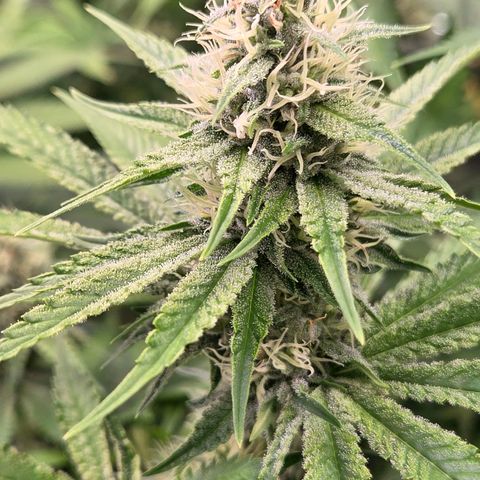 Diesel growlog timeline photo