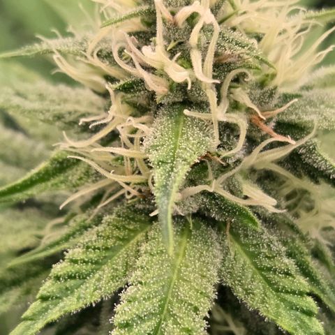 Diesel growlog timeline photo