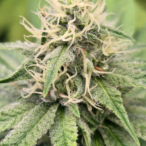 Diesel growlog timeline photo