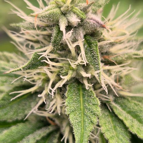 Kalini growlog timeline photo