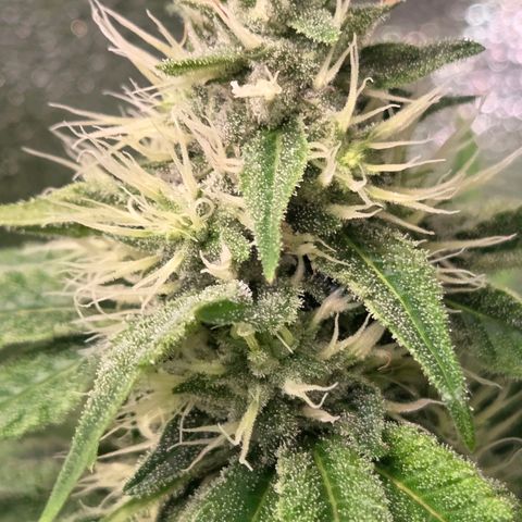 Kalini growlog timeline photo