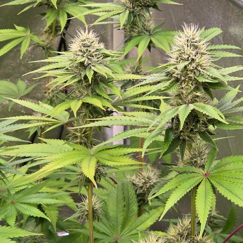 Kalini growlog timeline photo