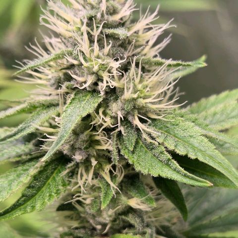 Kalini growlog timeline photo
