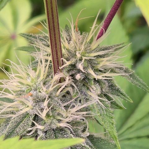 Kalini growlog timeline photo