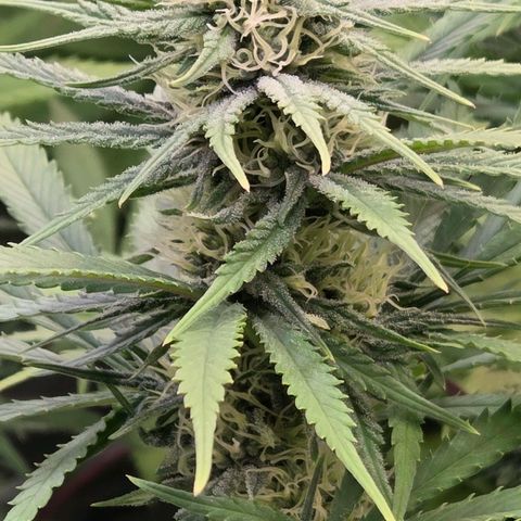 Mexican growlog timeline photo