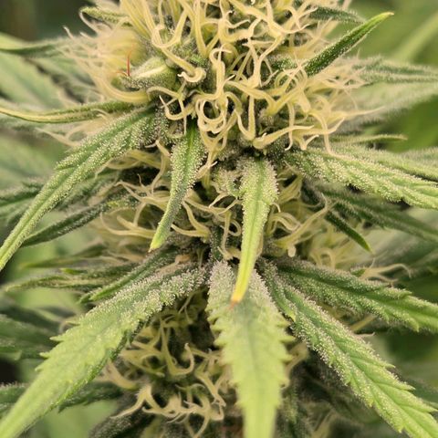 Mexican growlog timeline photo