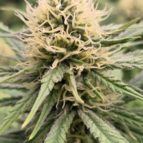Mexican growlog timeline photo