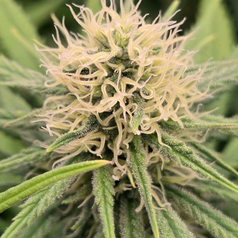 Mexican growlog timeline photo