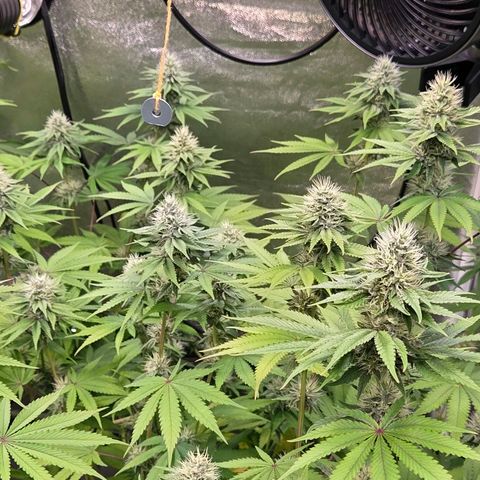 Kalini growlog timeline photo