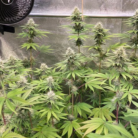 Kalini growlog timeline photo