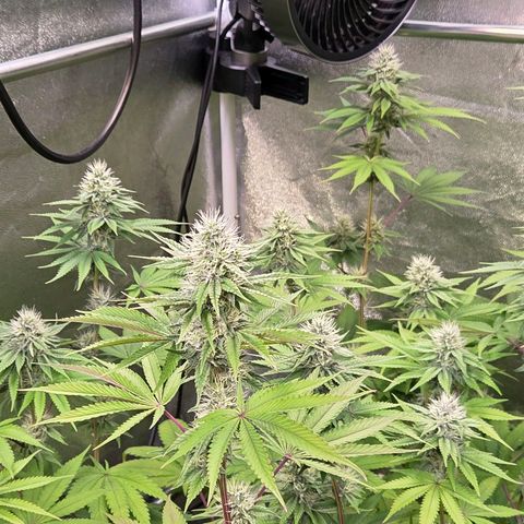 Kalini growlog timeline photo