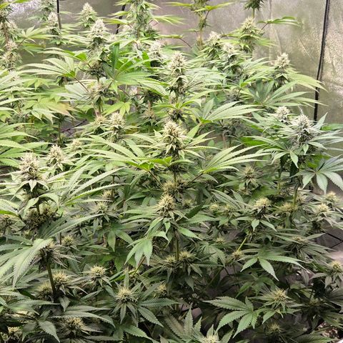 Kalini growlog timeline photo