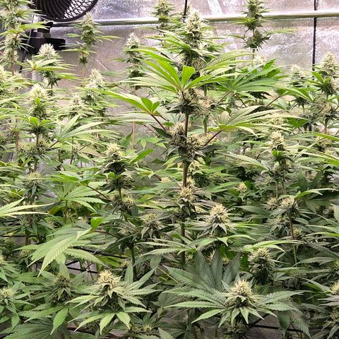 Kalini growlog timeline photo