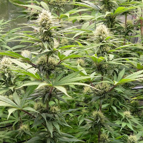 Kalini growlog timeline photo