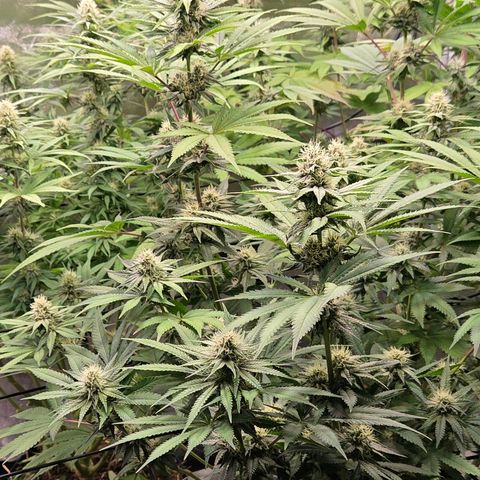 Kalini growlog timeline photo