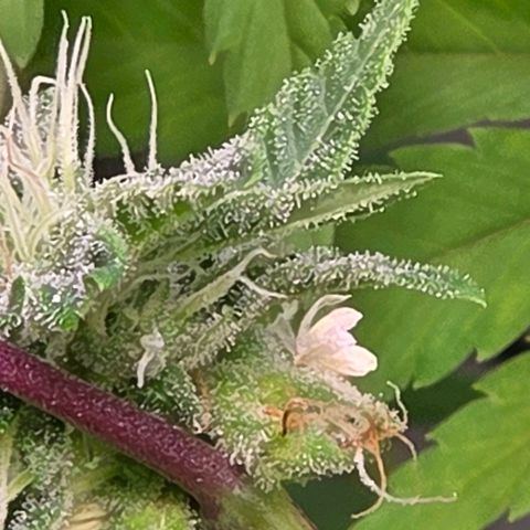 Kalini growlog photo: Jeden Tag kann man den Dreck an ihr pfücken