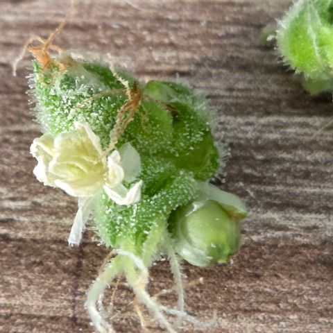 Kalini growlog photo: Jeden Tag kann man den Dreck an ihr pfücken