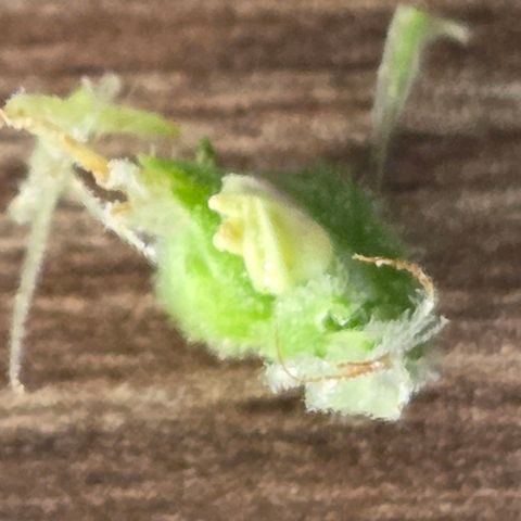 Kalini growlog photo: Jeden Tag kann man den Dreck an ihr pfücken