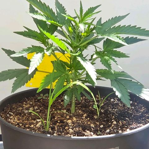 Skitti 1 growlog photo: Tag 2 outdoor und es ist etwas Wind. Tag 35 