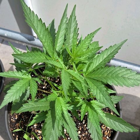Skitti 1 growlog photo: Sie scheint die Sonne u Hitze zu genießen u tanzt im Wind