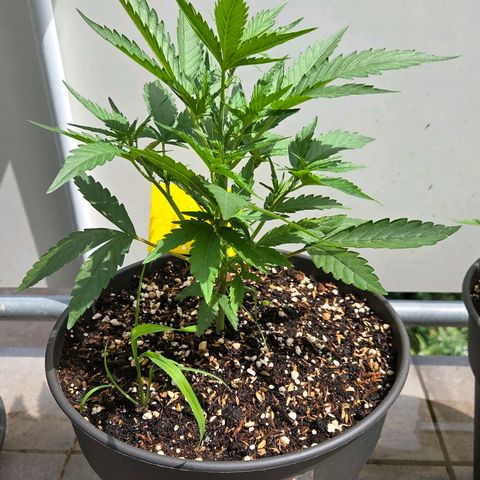 Skitti 1 growlog photo: Sie scheint die Sonne u Hitze zu genießen u tanzt im Wind