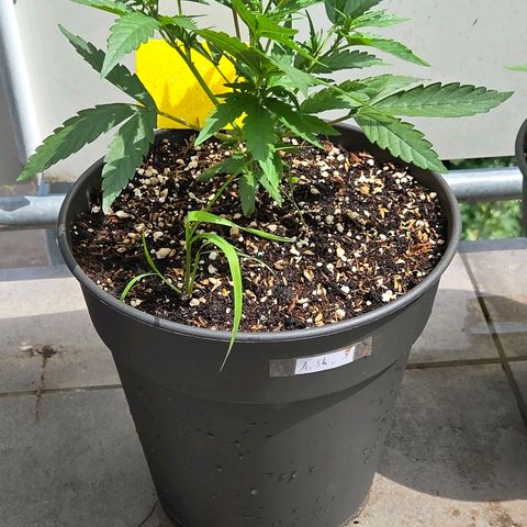 Skitti 1 growlog photo: Sie scheint die Sonne u Hitze zu genießen u tanzt im Wind