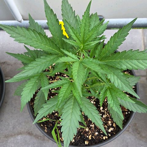 Skitti 1 growlog timeline photo