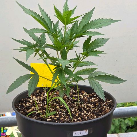 Skitti 1 growlog photo: Was sie sich streckt. Jetzt am frühen Abend ist schattentime