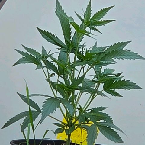 Skitti 1 growlog photo: Mal vom Bett liegend mein Panorama Blick. Aber walum streckt die sich so ? Ist doch helle u Warm da draußen.
Weit net -  wallumm - weit net. Hehehe.