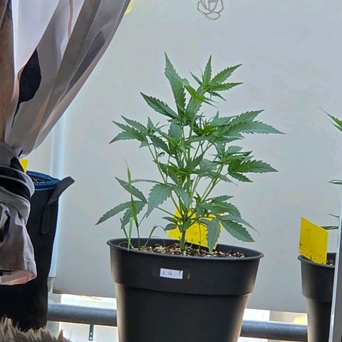 Skitti 1 growlog photo: Mal vom Bett liegend mein Panorama Blick. Aber walum streckt die sich so ? Ist doch helle u Warm da draußen.
Weit net -  wallumm - weit net. Hehehe.