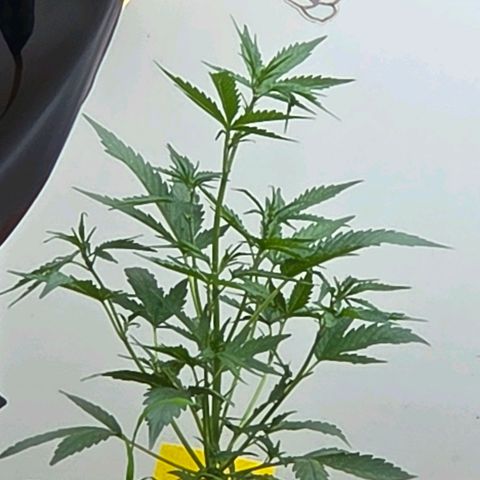 Skitti 1 growlog timeline photo