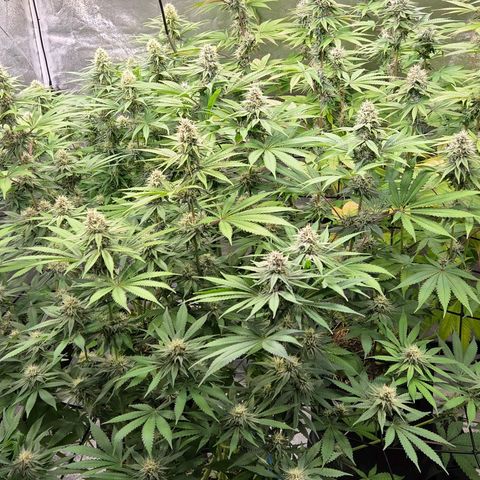 Kalini growlog timeline photo
