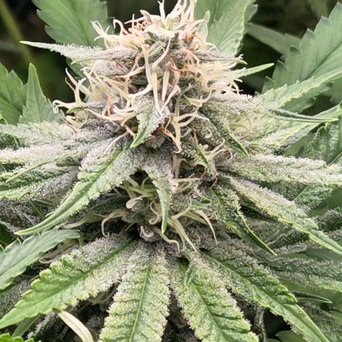 Diesel growlog timeline photo