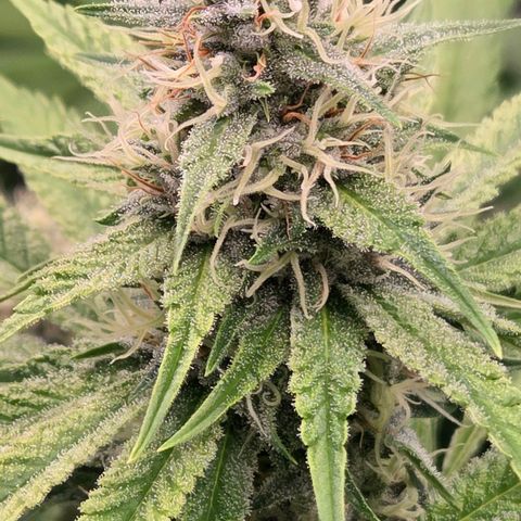 Diesel growlog timeline photo