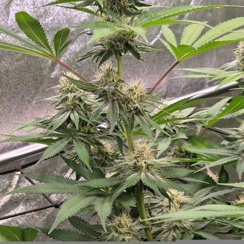 Diesel growlog timeline photo